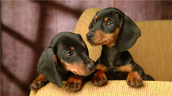 腊肠犬的训练技巧