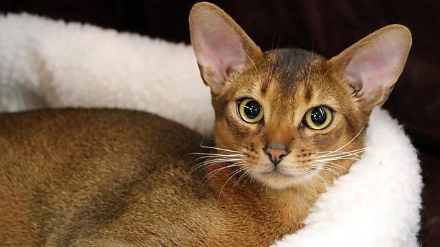 猫咪初冬容易患什么疾病