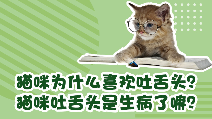猫咪为什么喜欢吐舌头