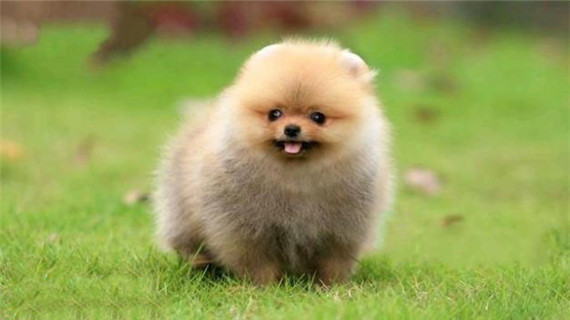 如何修剪博美犬