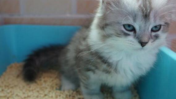 猫便秘是什么病