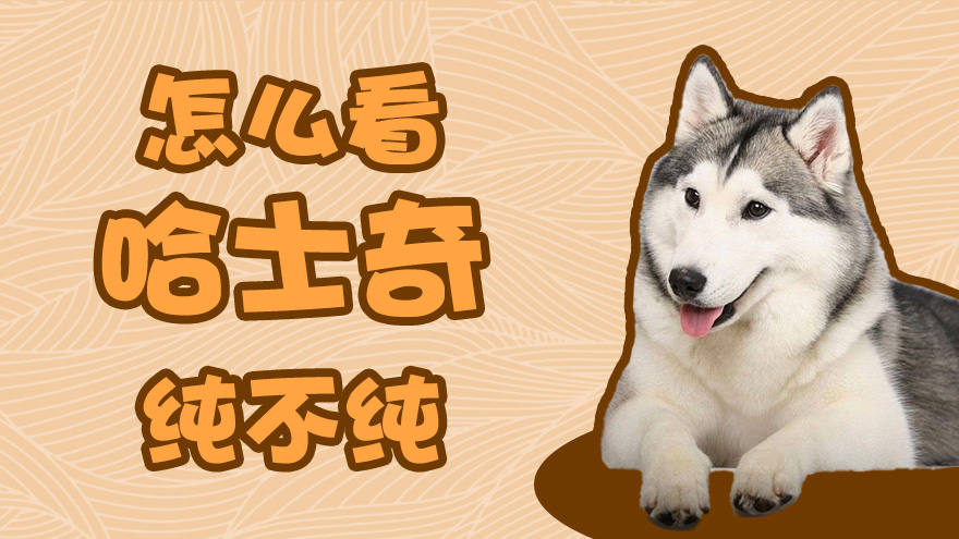 怎么看哈士奇纯不纯