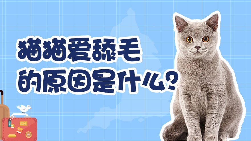 猫猫爱舔毛的原因是什么