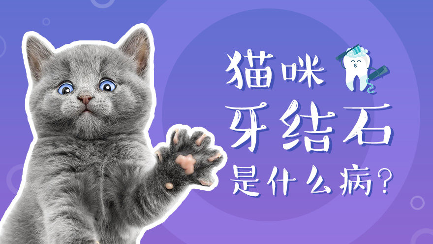 猫咪牙结石是什么病