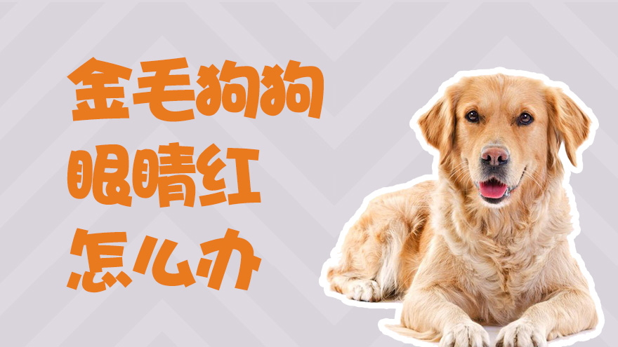 金毛狗狗眼睛红怎么办
