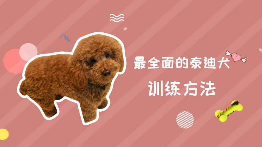最全面的泰迪训练方法