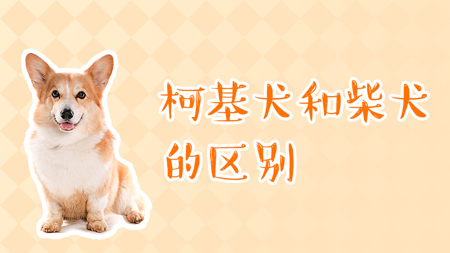 柯基犬和柴犬的区别有哪些