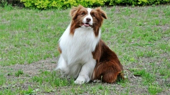 边境牧羊犬有体味吗