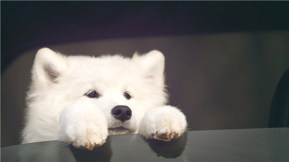 萨摩耶狗怀孕症状