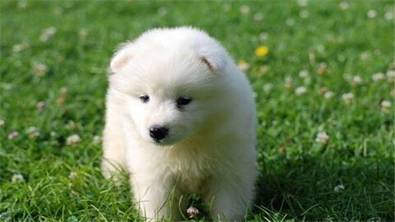 萨摩耶犬瘟热的症状和预防方法