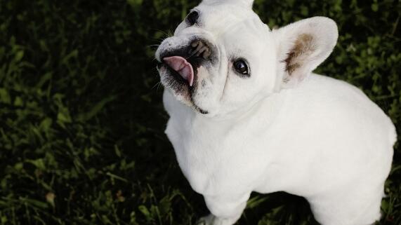 什么是犬猫便秘