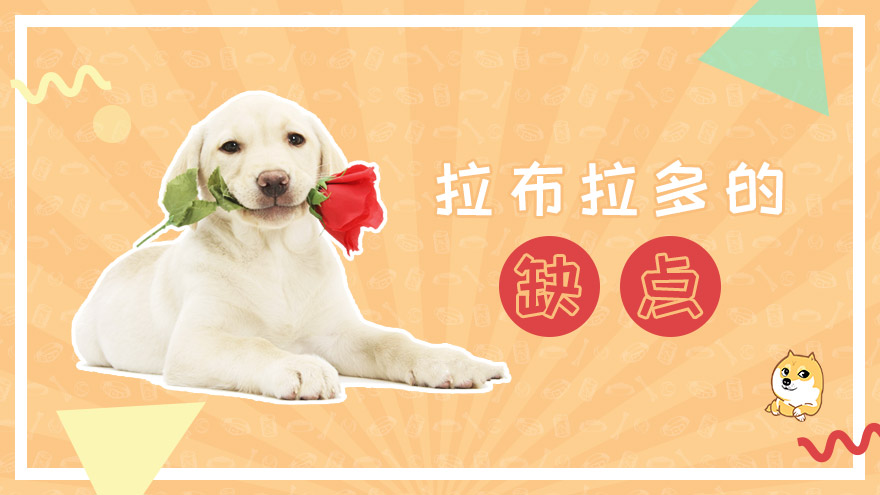 拉布拉多的缺点