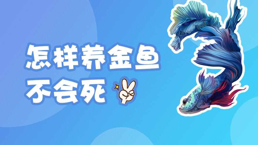 怎样养金鱼不会死
