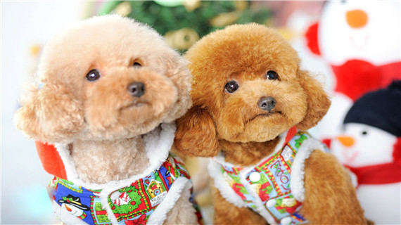 狗狗衣服的做法