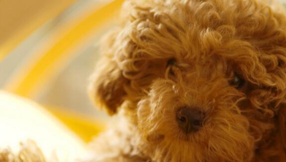 可卡犬的梳理方法