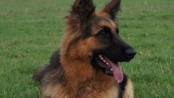 德牧的修毛方法