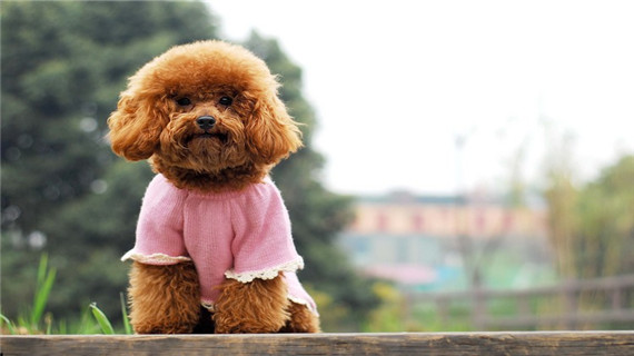 怎么给贵宾犬做造型