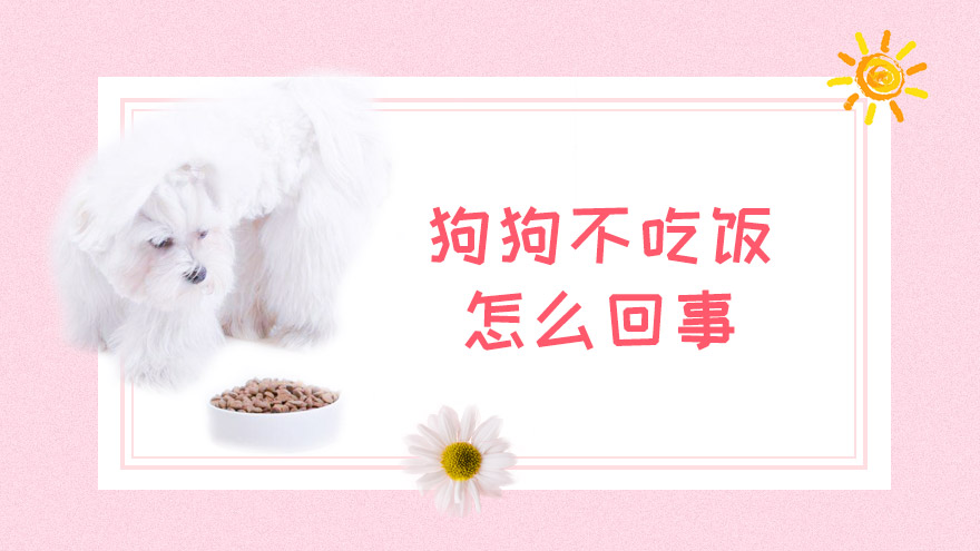 狗狗不吃饭怎么回事