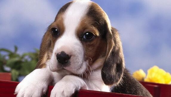 比格犬的毛发梳理