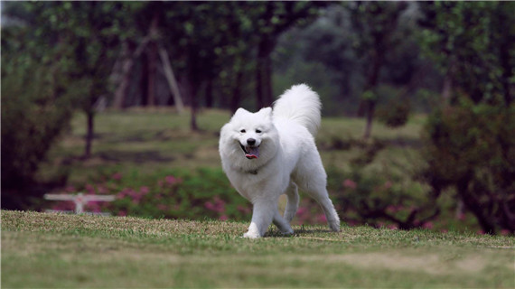 萨摩耶拉肚子怎么办