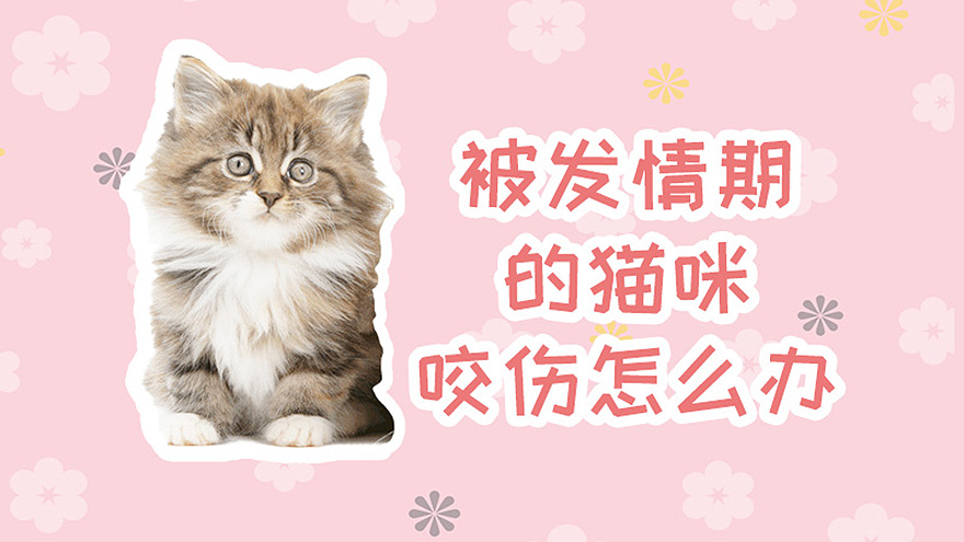 被发情期的猫咪咬伤怎么办