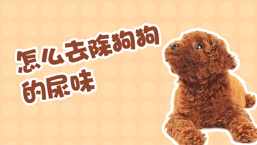 怎么去除狗狗的尿味