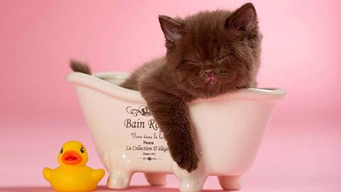 冬季猫咪洗澡需要注意哪些事项