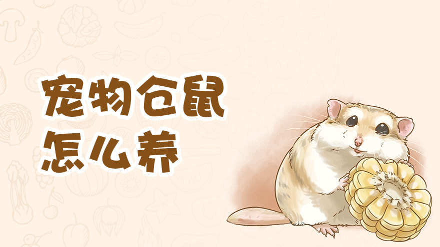 宠物仓鼠怎么养