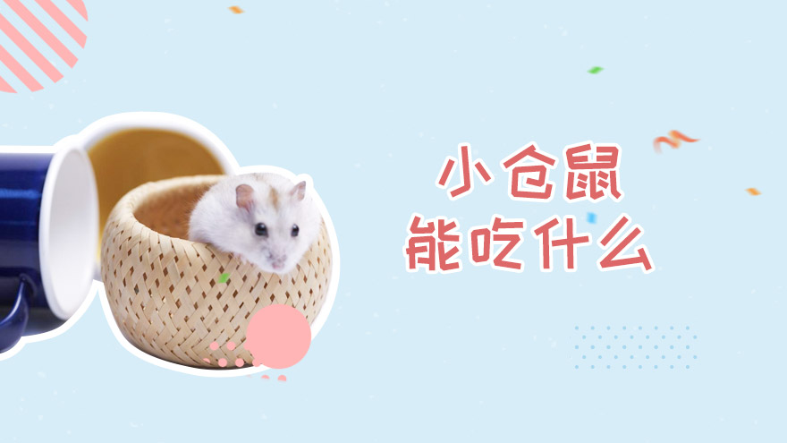 小仓鼠能吃什么