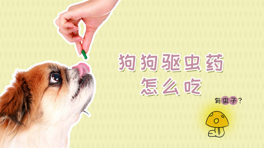 狗狗驱虫药怎么吃
