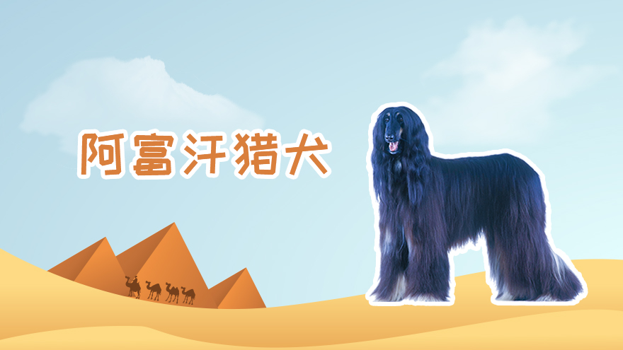 阿富汗猎犬