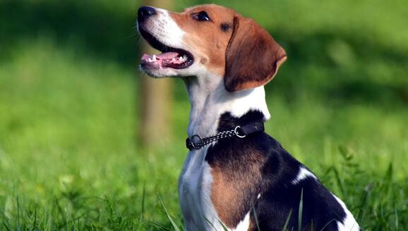 比格犬种的美容技巧