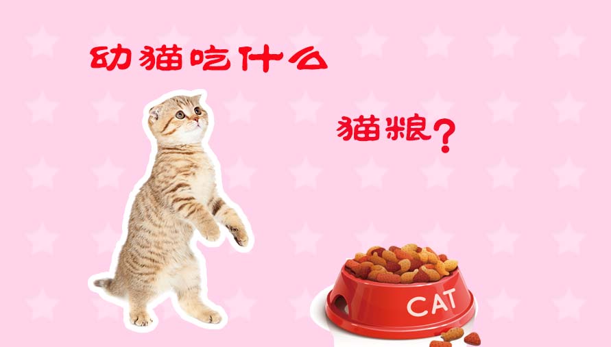 幼猫吃什么猫粮