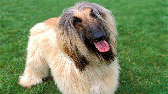 阿富汗的饲养方法