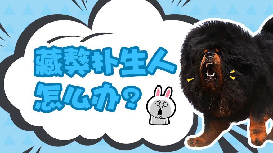 藏獒见到陌生人就扑上去该怎么办