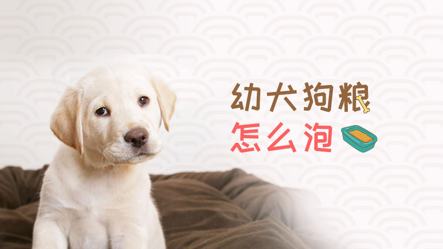 幼犬狗粮怎么泡