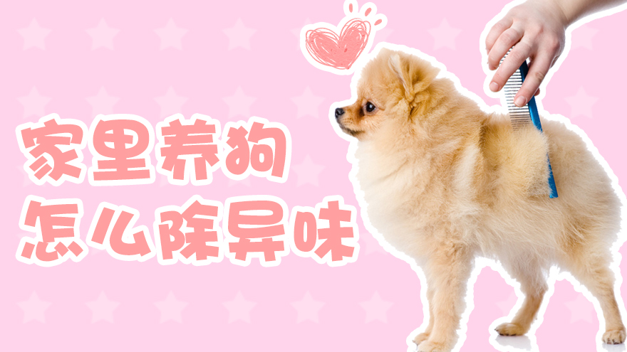 家里养狗怎么除异味