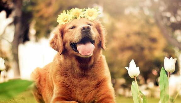 小狗为什么喜欢乱咬东西