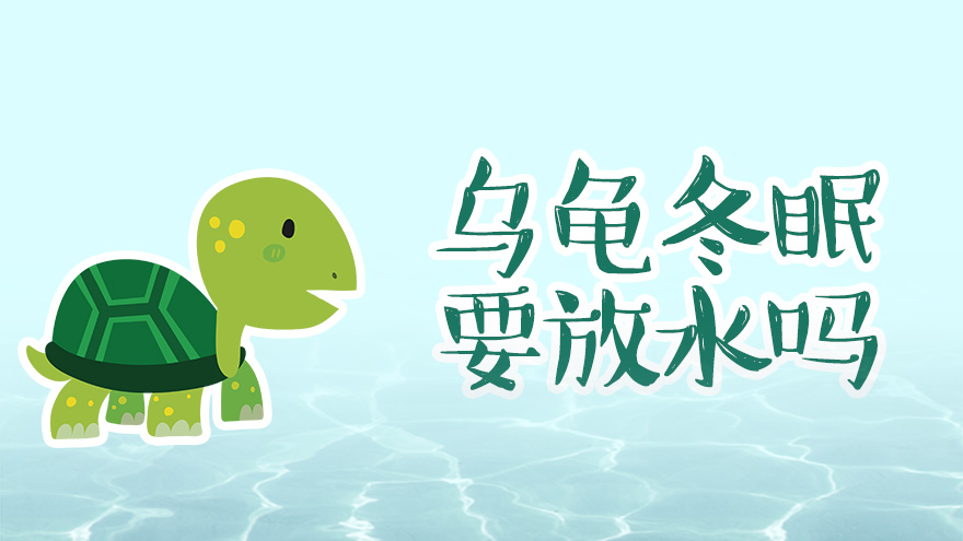 乌龟冬眠要放水吗