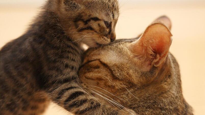 猫咪做完绝育依旧发情是怎么回事