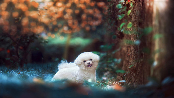 如何给比熊剪指甲