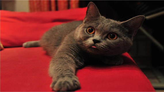 如何护理英短的指甲