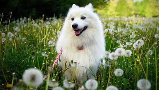 萨摩耶容易掉毛吗