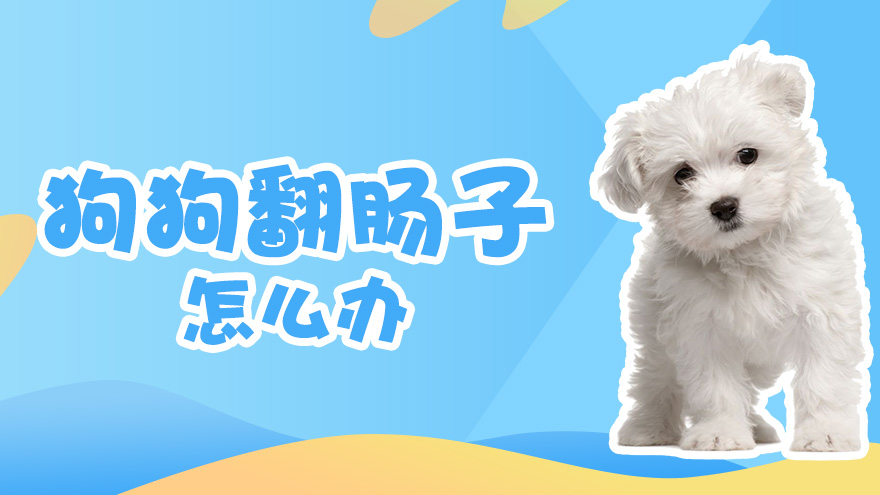 狗狗翻肠子怎么办