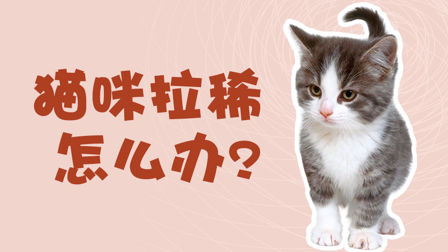 猫咪拉稀怎么办