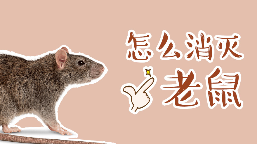 怎么消灭老鼠