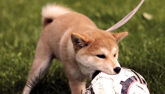 宠物耳朵红、痒什么原因