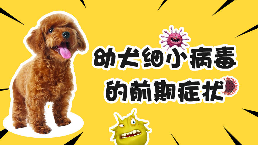 幼犬患细小病毒的前期的表现症状