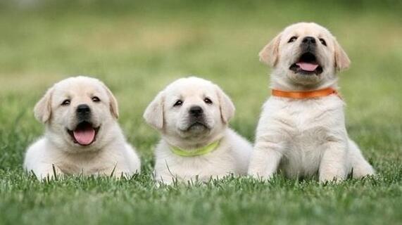 新手该怎么饲养拉布拉多幼犬