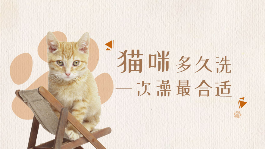 猫咪多久洗一次澡最合适
